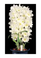 Den Spring Dream 'Apollon' (Den. Constance Wrigley x Den. Thwaitesiae)