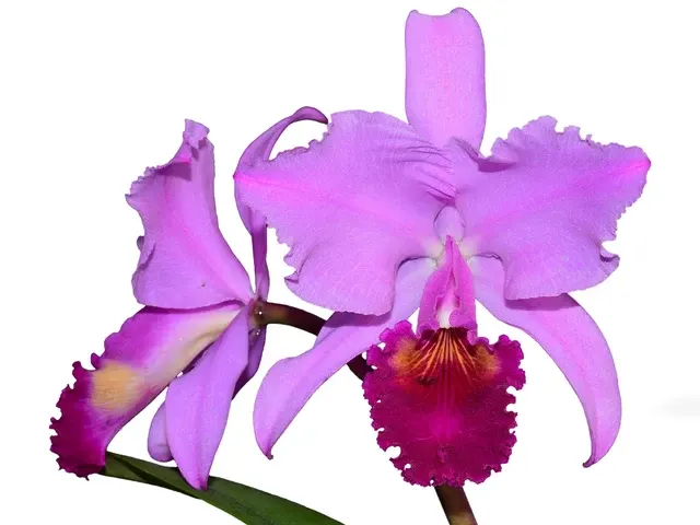 Cattleya trianae x 'Michael 7A' (Cattleya)