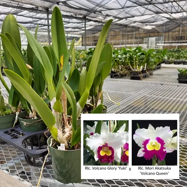 Rhyncholaeliocattleya Volcano Glory 'Yuki' × Mori Akatsuka 'Volcano Queen'