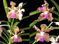 Vanda tessellata 'Pink'