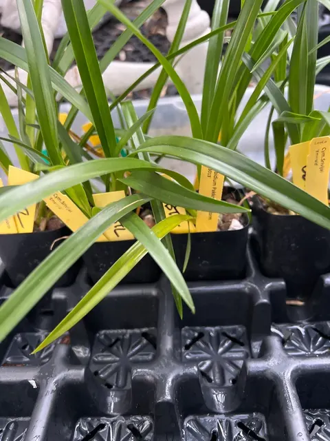 Cymbidium Srivijal ‘Emerald’ (Cymbidium)
