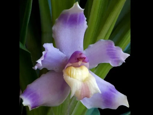 Pescatoria ecuadorana f albina