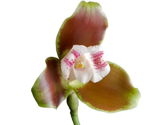 Lycaste macrophylla var pincelada