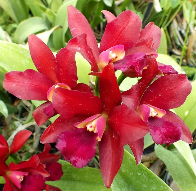 Brassolaeliocattleya Dennis Kone 'Odom's Ruby' (Brassolaeliocattleya)