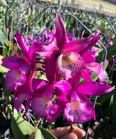 Bct. Taiwan Mermaid — Blooming size