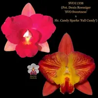 Cattleya Orchid Hybrid SVO11338 (Pot. Denis Roessiger 'SVO Sweetness' x Slc. Candy Sparks 'Fall Candy')