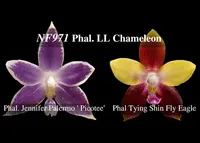 Phal. LL Chameleon (Jennifer Palermo ' Picotee' x Tying Shin Fly Eagle ' Orange')