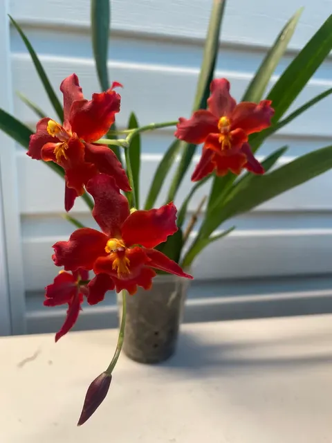 Wilsonara Space Mine ‘Red Rendvous’ (Wilsonara)