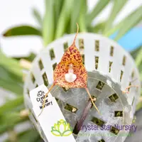 Dracula Vespertilio 'Batty' AM/AOS — 1.7" Pot / With Spike/Bloom