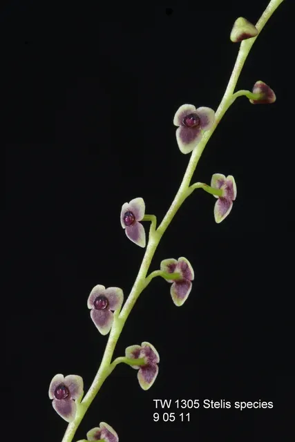 Stelis pachystele (Stelis)