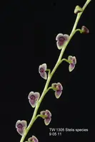 Stelis pachystele