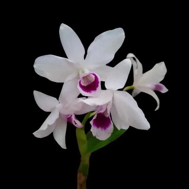 Cattleya bowringiana var semi alba 'One In A Million' (Cattleya)