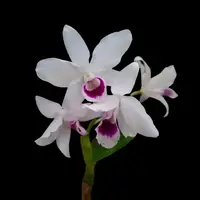 Cattleya bowringiana var. semi alba 'One in a Million'