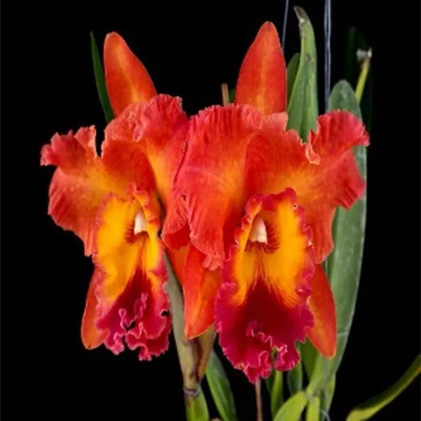 Rhyncholaeliocattleya Tungnoi Orange (Rhyncholaeliocattleya)