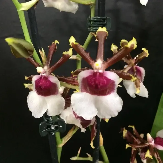 Colmanara Painters Delight