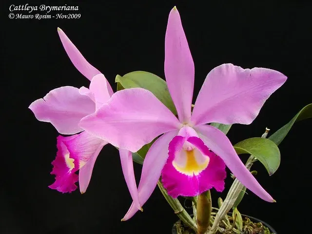 Cattleya Brymeriana (Cattleya)
