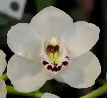 Cymbidium Platinum Blonde