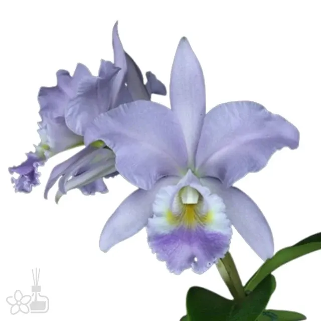 Cattleya Sea Breeze