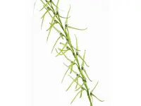 Pleurothallis sclerophylla