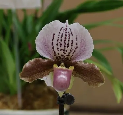 Paphiopedilum Doll’s Kobold (Paphiopedilum)