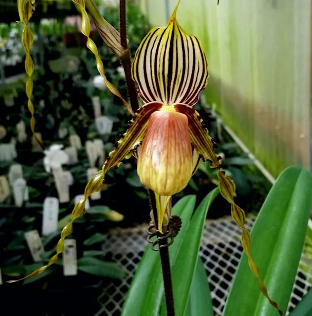Paphiopedilum glanduliferum var praestans x sib (Paphiopedilum)