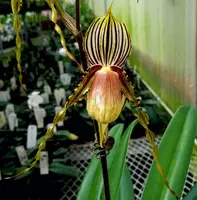 Paphiopedilum glanduliferum var. praestans x sib (Sam’s Choice x Yellow Giant)