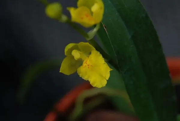 Howeara CHAIN TZY LOVELY 'Moon Beauty'