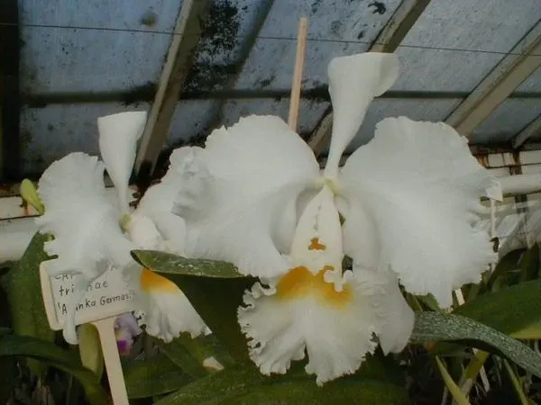 Cattleya trianae 'Aranka Germaske'