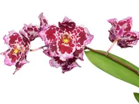 Oncidium Ecuagenera Passion
