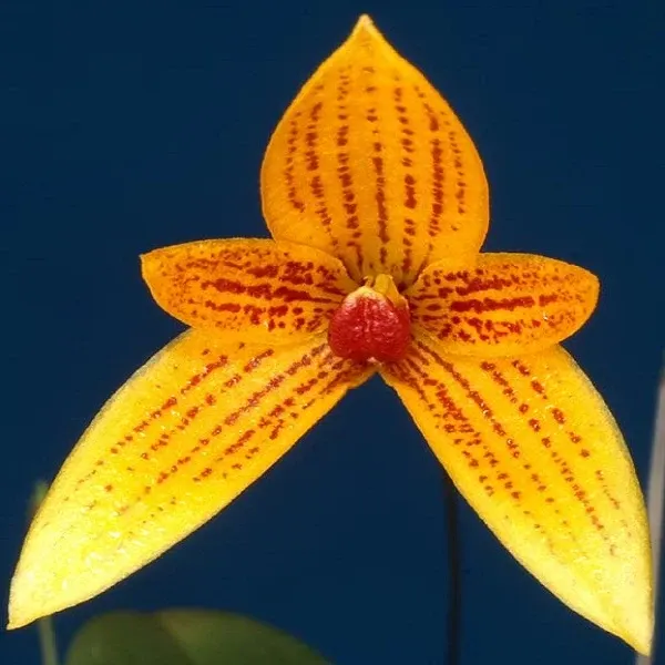 Bulbophyllum pardalotum sp