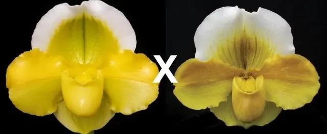 Paphiopedilum Alchemist's Gold (Paphiopedilum)