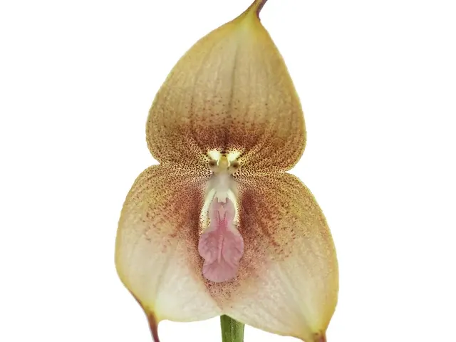 Dracula aphrodes (Dracula)