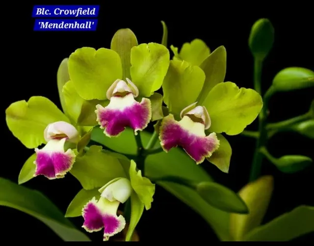 Cattleya 11 Orchid (Cattleya)