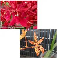 Ren. King Crimson (philippinessis x manachica) (RE24) ( - - Renanthera ) Ren.=Renanthera