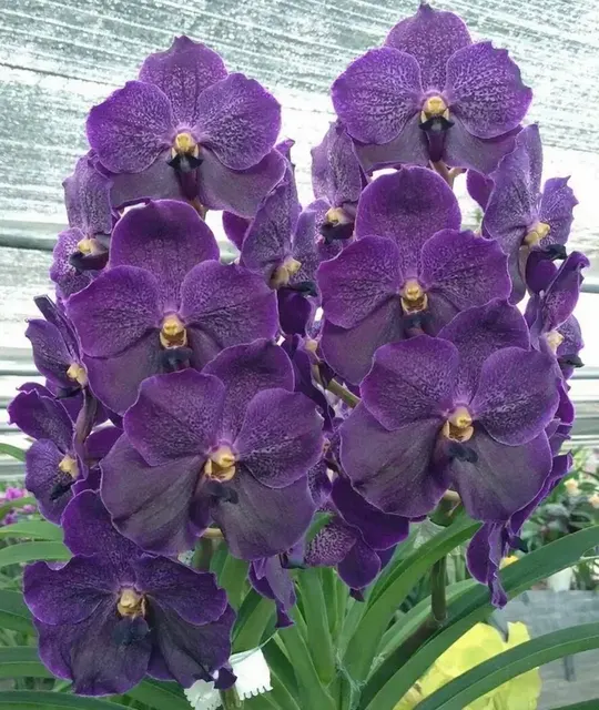 Vanda Thailand Blue Boy Blooming Size (Vanda)