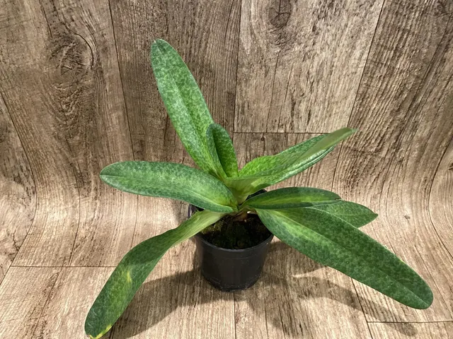 Paphiopedilum Bellatum (Gomatizer x Smile of Magician) x Rothschildianum (Mighty x Red Baron)