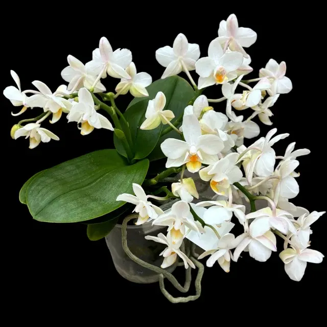 Phalaenopsis WildZ