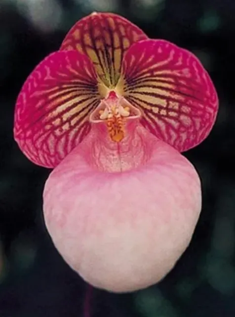 Paphiopedilum micranthum dark pink form (Paphiopedilum)