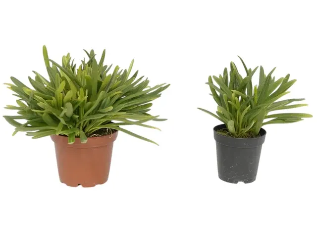 Masdevallia falcago (Masdevallia)