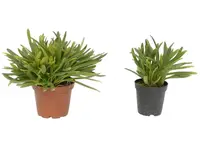 Masdevallia falcago (Big)