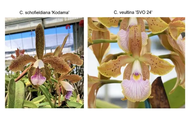 Cattleya JEM's Super Velutin