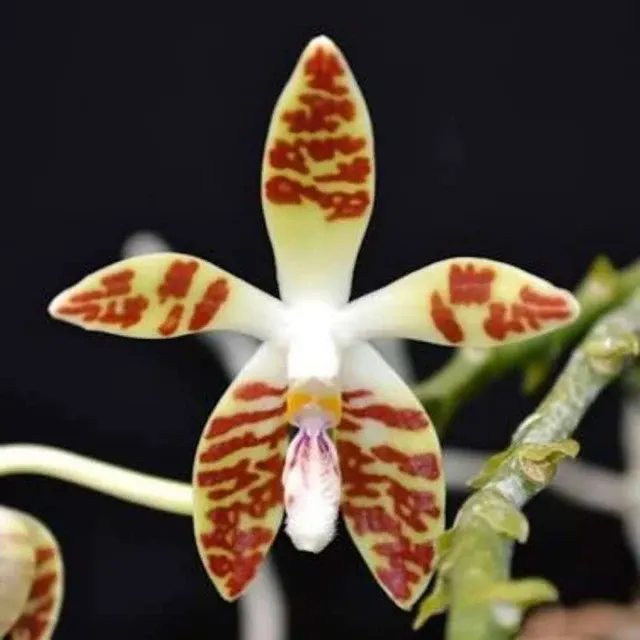Phalaenopsis sumatrana spp (Phalaenopsis)