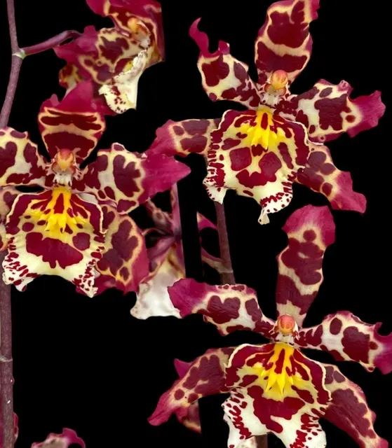 Oncidium Eye Candy 'Pinkie'