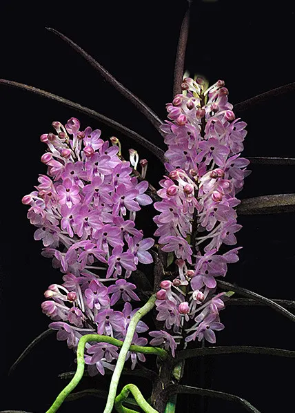 Vanda christensoniana (Vanda)