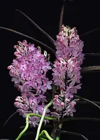 Vanda christensoniana
