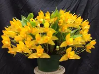 Lycaste aromatica — Cal-Orchid Inc.