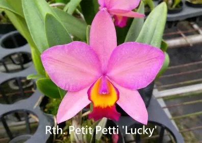 Rhyncattleanthe Petitpetit Lucky (Rhyncattleanthe)