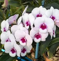 Ready to Flower Size Dendrobium Red White Lip