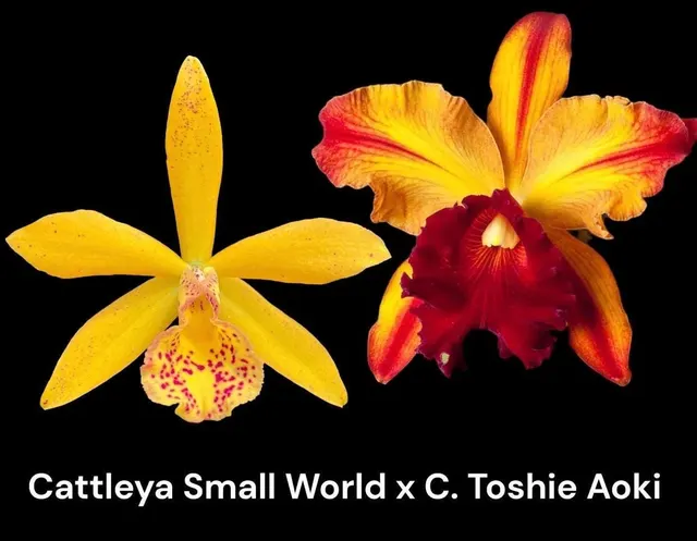 Cattleya Small World x Toshie Aoki