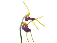 Masdevallia aenigma
